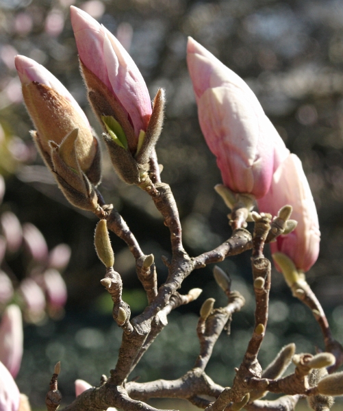 Linz (Bot. Garten)_9701.jpg